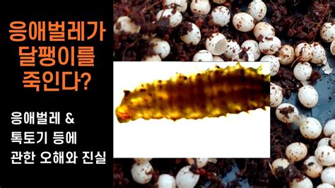 달팽이 하얀막치기, 명주달팽이 알, 응애벌레에 대한 이야기